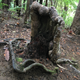 This tree stump in New Zealand is very much alive.